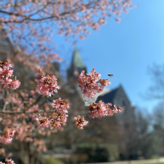 Pink Flowers Campus Beauty 